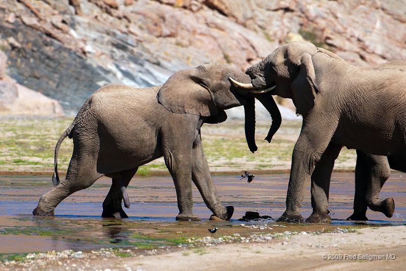 20090604_122036 D300 X1.jpg - Elephants having a friendly tussle